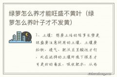 绿萝怎么养叶子才不发黄 绿萝怎么养才能旺盛不黄叶