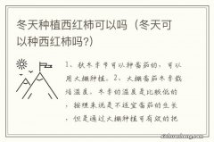 冬天可以种西红柿吗? 冬天种植西红柿可以吗