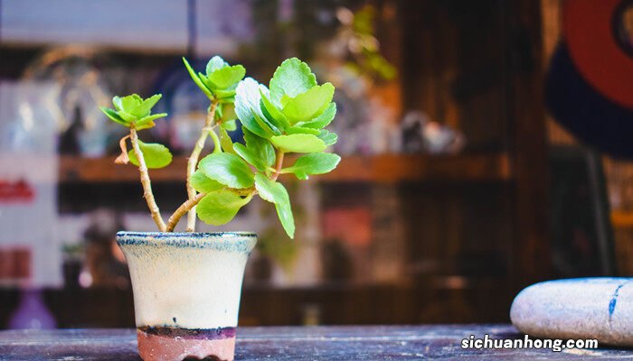 室内观叶植物常见的有哪些种类 室内观叶植物常见的有哪些