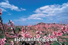 韭菜苔怎么做好吃?韭菜苔的烹饪方法有哪些?