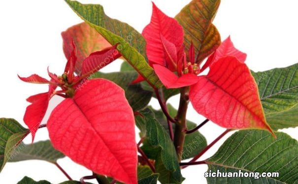 叶象花是什么？叶象花有哪些营养价值？