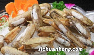 蛏子常见品种有哪些 蛏子都有什么品种