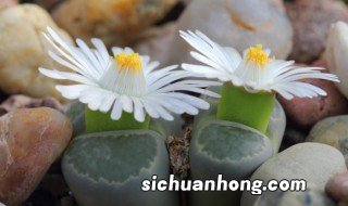 玉树怎么养才能更旺盛,玉树怎么养才能更旺盛呢