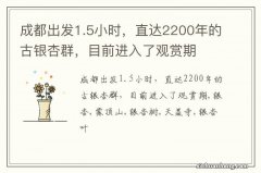 成都出发1.5小时，直达2200年的古银杏群，目前进入了观赏期