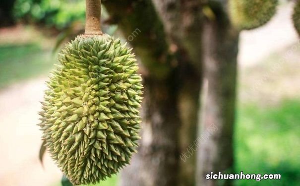 榴莲还没熟怎么办?生的榴莲可以吃吗?