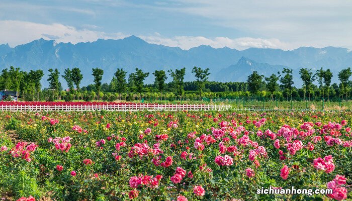 月季花怎么插才能活得快 月季花怎么插才能活