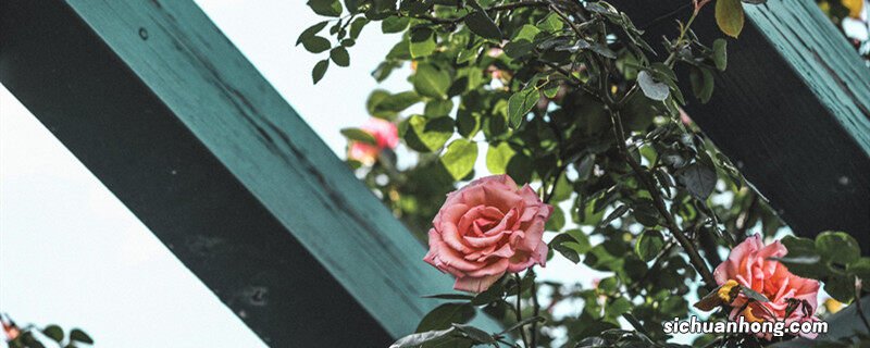 月季花怎么插才能活得快 月季花怎么插才能活