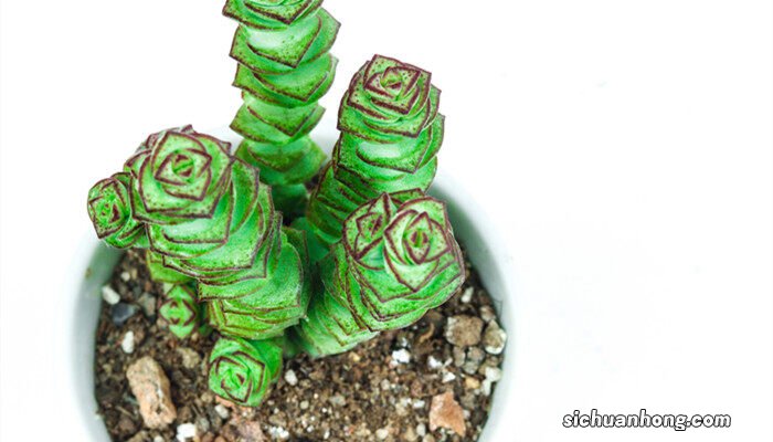 钱串子的繁殖方法和注意事项 钱串子的繁殖方法