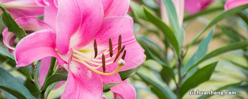 为什么家里不能养百合花 香水百合放客厅有毒吗