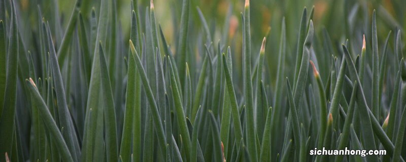 大蒜水培植物生长过程图 大蒜头水培的生长过程