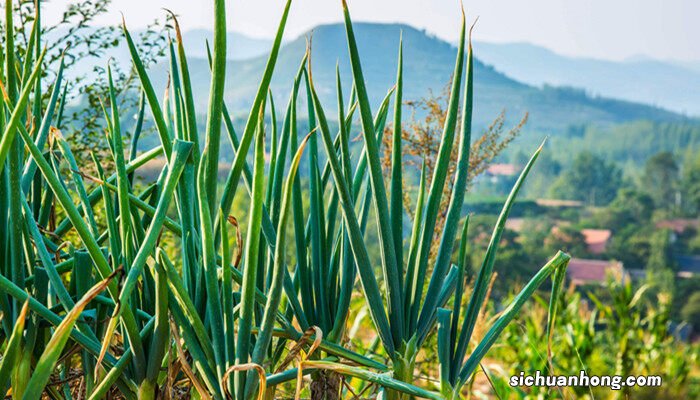 大蒜水培植物生长过程图 大蒜头水培的生长过程