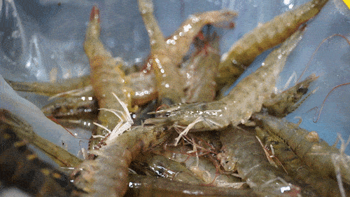 正常养殖沙虾多久可以抓