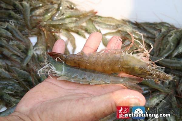 正常养殖沙虾多久可以抓