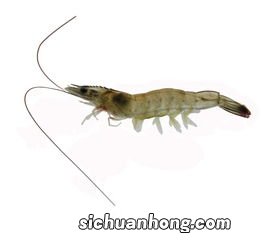 正常养殖沙虾多久可以抓