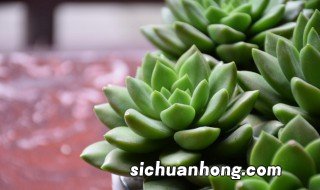 多肉叶片怎么养才长得好快 多肉叶片怎么养才长得好