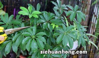 鸭爪树怎么养才长得好，鸭爪树怎么养才长得好快