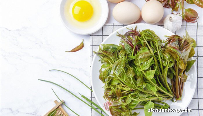 香椿芽苗菜种植技术视频 香椿芽苗菜种植技术