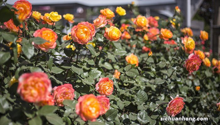 月季花嫁接技术和方法视频 月季花嫁接技术和方法