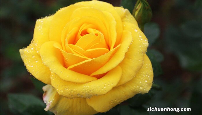 月季花嫁接技术和方法视频 月季花嫁接技术和方法