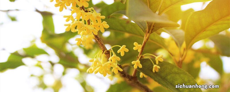 桂花盆栽怎么养才旺盛 桂花怎么养才能更旺盛