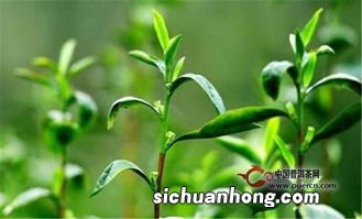 云雾花卉茶是什么茶