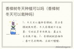 香樟树冬天可以栽种吗 香樟树冬天种植可以吗