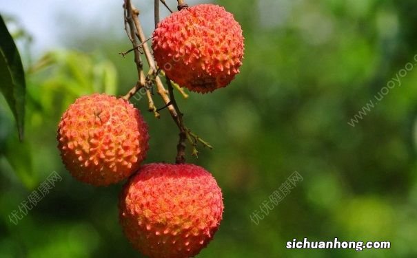 荔枝和腰果可以一起吃吗?荔枝和腰果能不能一起吃?