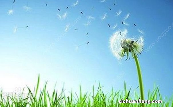 蒲公英能美容吗?蒲公英的美容方案有哪些?