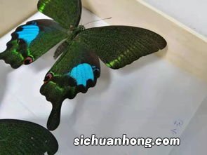 什么茶可以引来蝴蝶