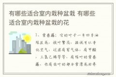 有哪些适合室内栽种盆栽 有哪些适合室内栽种盆栽的花