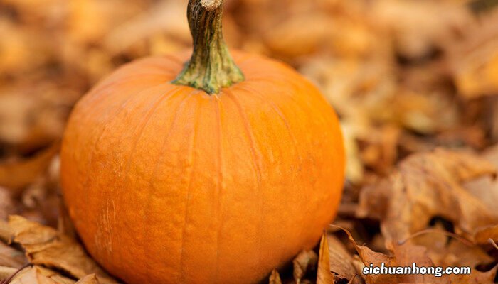 贝贝小南瓜种植时间和方法视频 贝贝小南瓜种植时间和方法