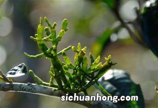 螃蟹脚有什么功效与作用