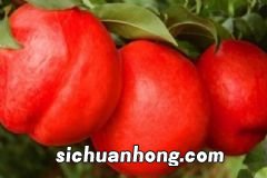油桃会上火吗?吃油桃的注意事项有哪些?