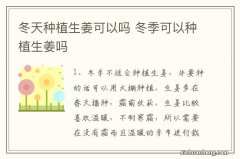 冬天种植生姜可以吗 冬季可以种植生姜吗