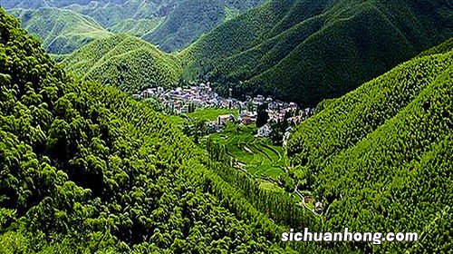 莫干山出什么茶