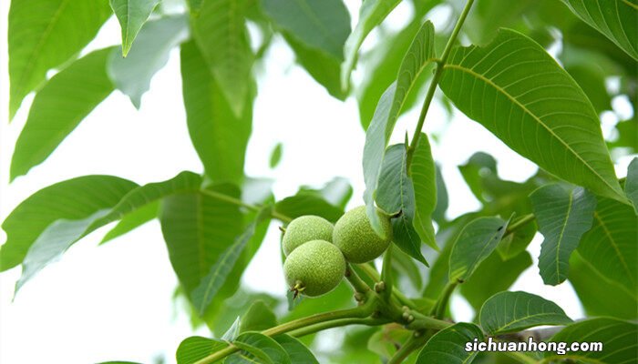 文玩核桃种子育苗方法 核桃种子育苗方法