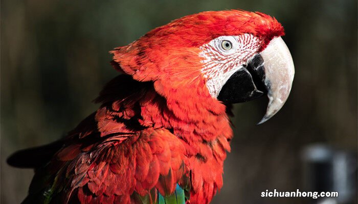 鹦鹉孵化多少天可以全部出壳 鹦鹉孵化多少天