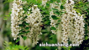 槐花怎么样 像什么