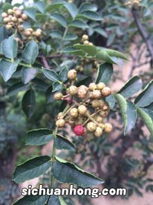 花椒芽上有小刺怎么吃