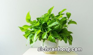 大棚绿萝种植方法 大棚绿萝种植技术大全