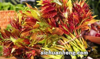 香椿椿芽阳台种植方法和时间 香椿椿芽阳台种植方法