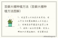 苔藓大棚种植方法图解 苔藓大棚种植方法