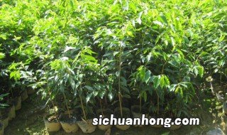 人工沉香木种植方法 人工沉香木 种植