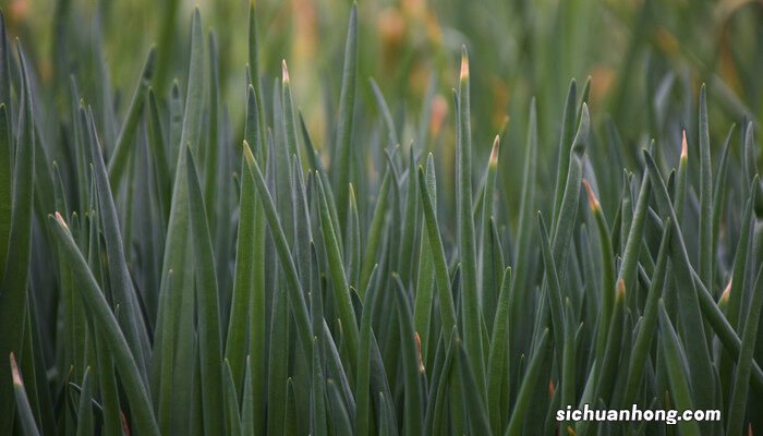 怎么种蒜苗水培 怎么种蒜苗