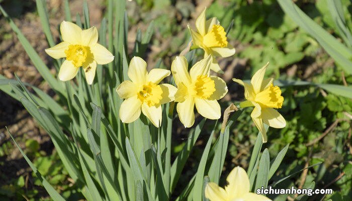 磷酸二氢钾1克兑多少水 兰花几月份施磷酸二氢钾最佳