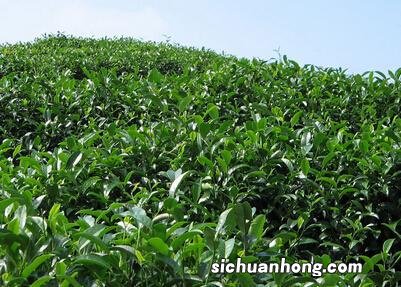 溧水产什么茶叶