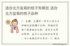 适合北方盆栽的桔子有哪些 适合北方盆栽的桔子品种