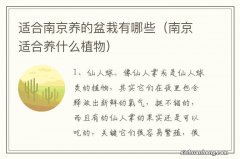 南京适合养什么植物 适合南京养的盆栽有哪些