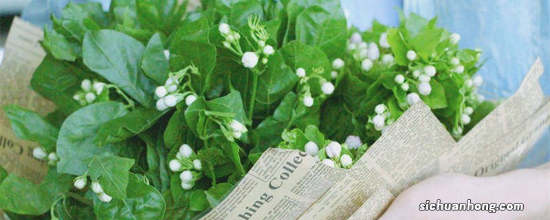 垂枝茉莉小苗当年能开花吗图片 垂枝茉莉小苗当年能开花吗