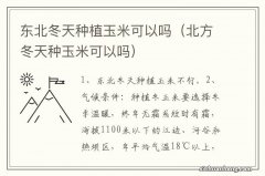 北方冬天种玉米可以吗 东北冬天种植玉米可以吗